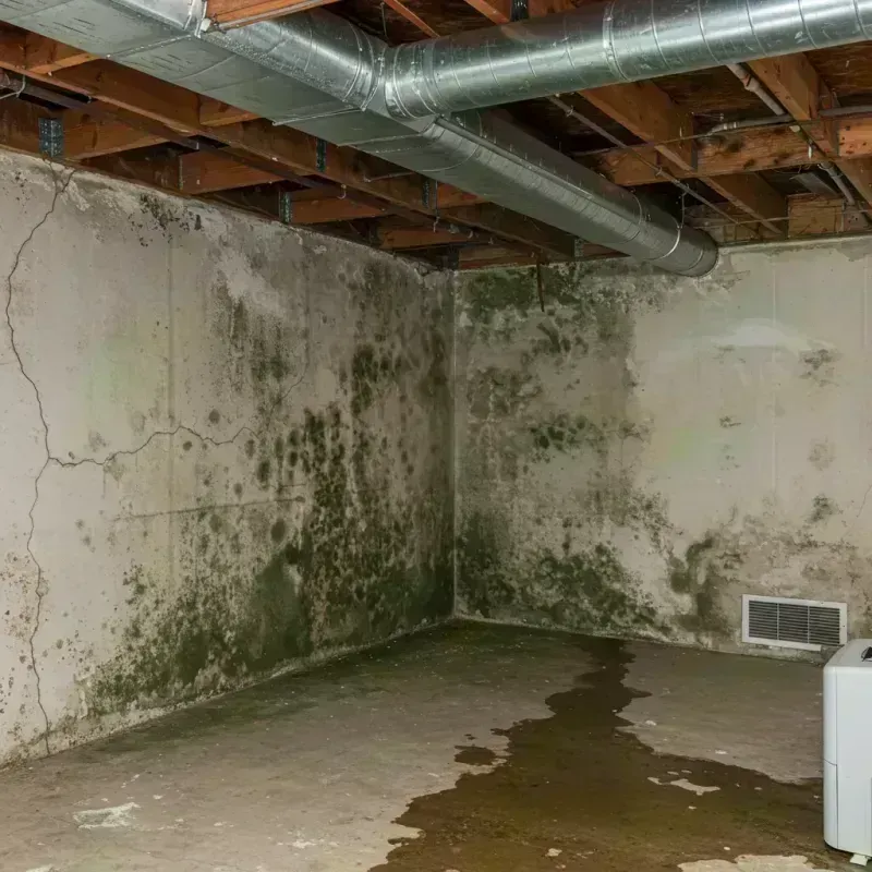 Professional Mold Removal in Fairwood, WA